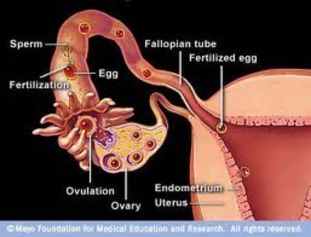 Fertilization