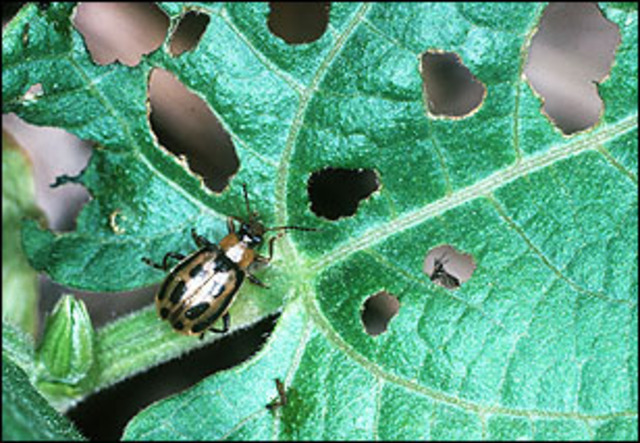 Bean Leaf Beetles Reach Threshold Levels