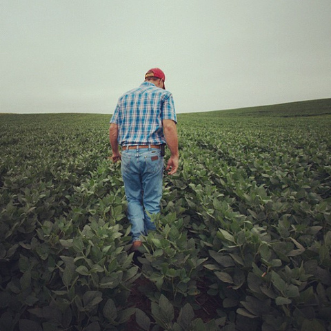 Begin Scouting for Pests