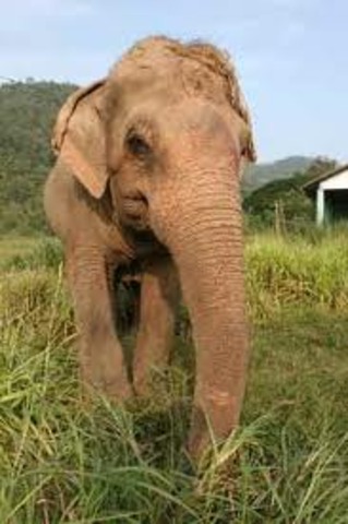 The She Elephant finds the children