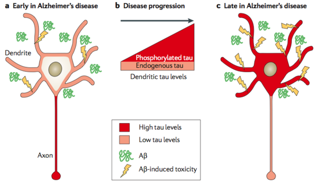 Tau protein identified