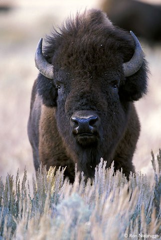 Domestication of the Buffalo
