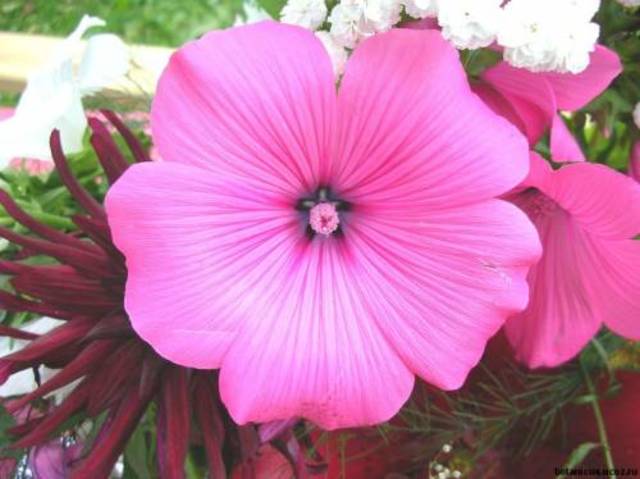 Сбор информации