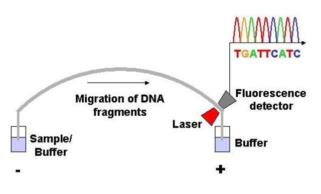 Automated DNA Sequencing Technique