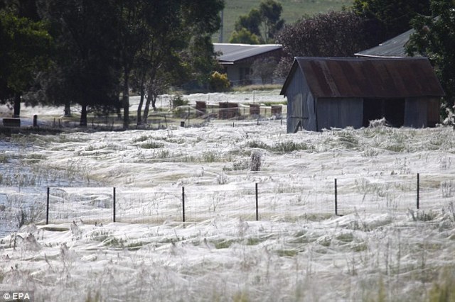 Millions of spiders turn green field white
