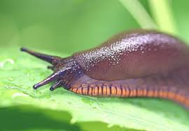 first fear of slugs