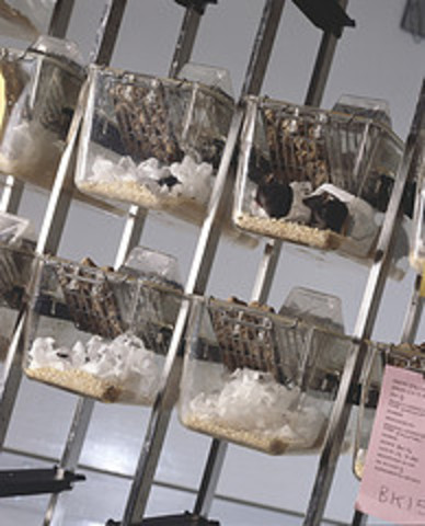 Physiologist Edmund O'Meara said that "the miserable torture of vivisection places the body in an unnatural state."