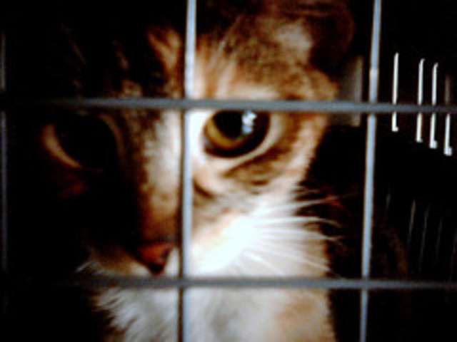 Philosopher Jeremy Bentham starts the moral debate on animal cruelty.