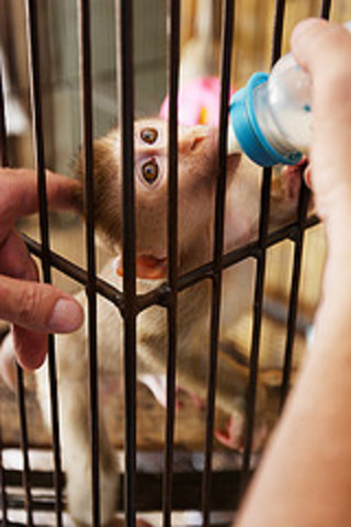 The first animal protection law was enacted in the British parliament.