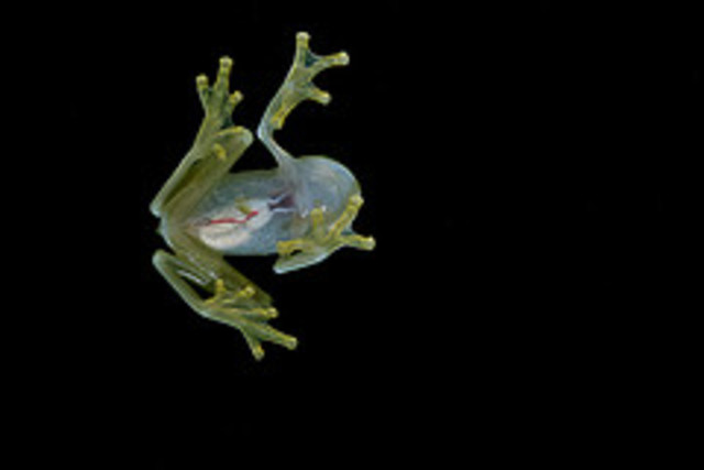 Hearts from frogs used for neuronal communication