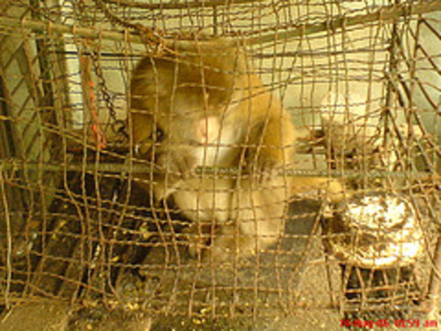 Cruelty to Animals Act