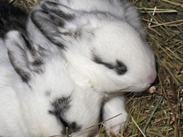 Start of the Draize Eye Test