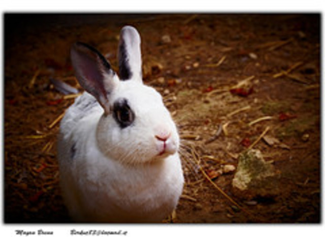 Ban on Cosmetics Industry