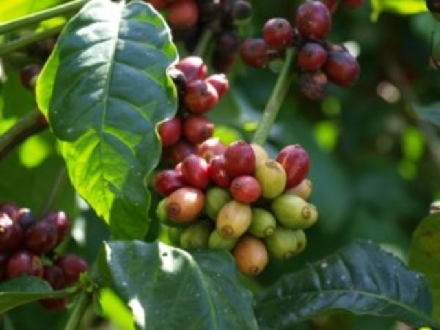 Germany rules rwanda