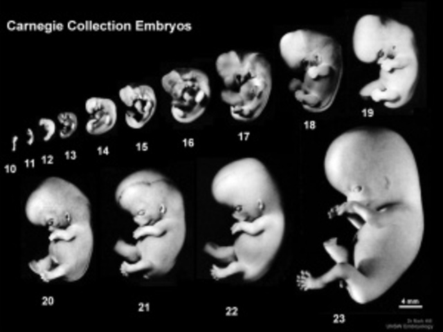 Prenatal:Embryonic Stage Begins