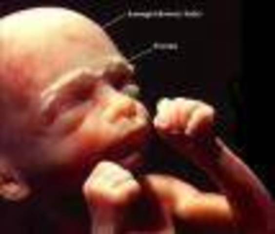 Fetal stage
