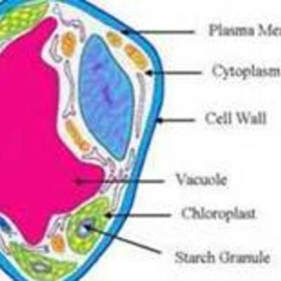 Timeline: Cell Theory and Diccovery of the Microscope