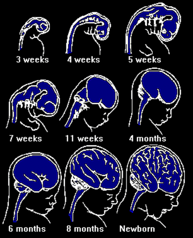 Prenatal #4 Brain Development