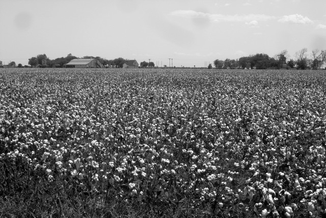 Anthony Johnson acquires land, slaves, and livestock