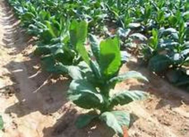 Tobacco First Recorded