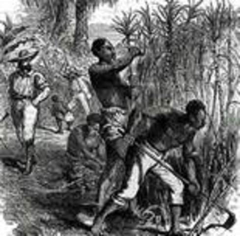 Slaves firts introduced in West Indies