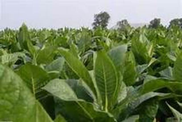 Tobacco Started Growth in Jamestown