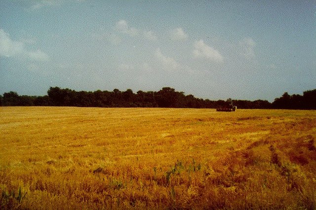 Anthoney Johnson is Freed and Aquires Land and Crop (Part 2)