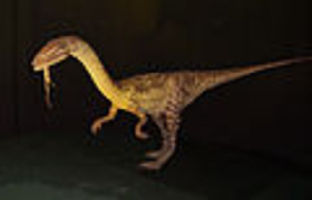 Coelophysis' Lived