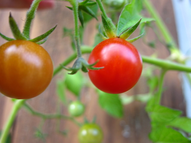 Tomaten
