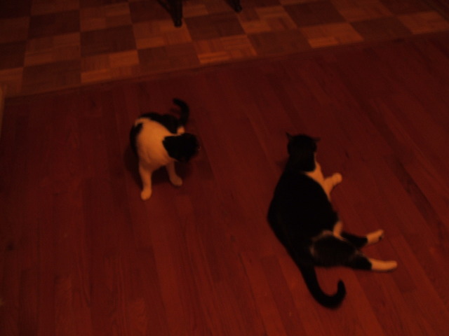 Kidnapped these cats