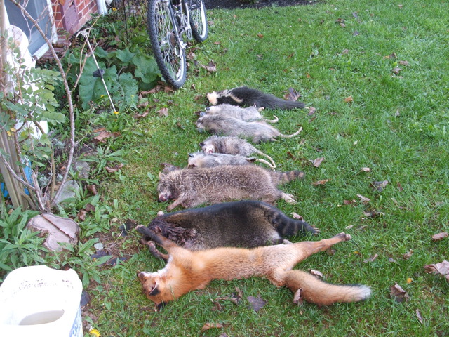 Trapped all of these animals