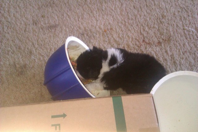 Tengo mi segundo perro