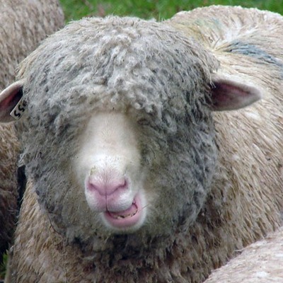 Timeline: Sheep Raising