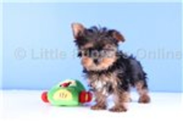 My first dog, sophie.