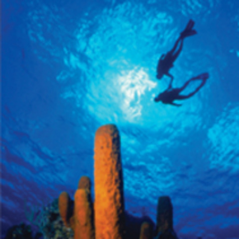 Going scuba diving for the first time.