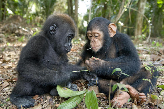 The DNA of composition of humans discovered to be 99 percent similar to that of chimpanzees and gorillas.