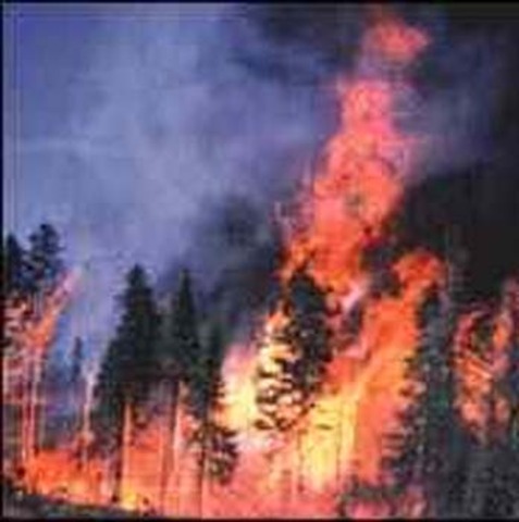 forest fire