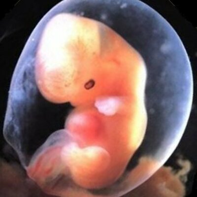 Timeline: Prenatal Development