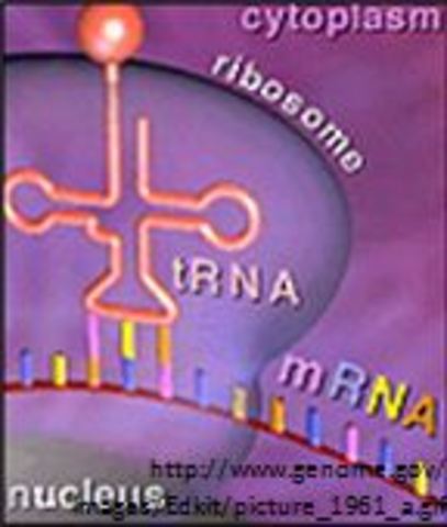 mRNA Function is Discovered
