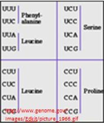 Interpretation of Genetic Code