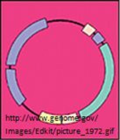 The First Recombinant DNA