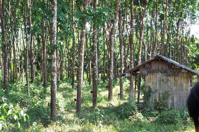 Dutch exploit natural resources