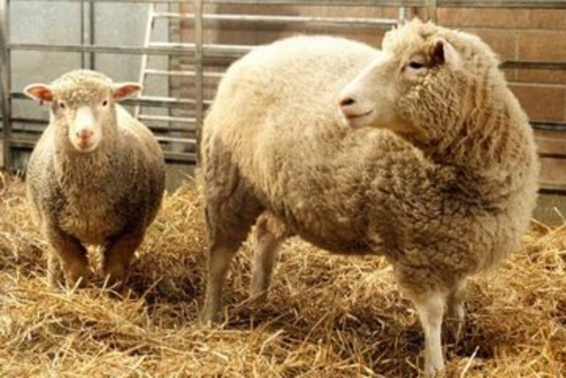scientist clone sheep
