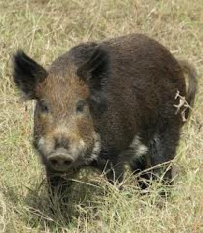 An Act of the Punishment of Slaves for the First and Second Offence of Hog Stealing