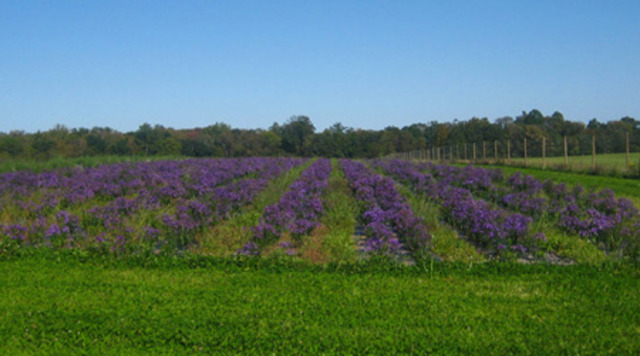 Anthony Johnson Acquires Land  (Event II)