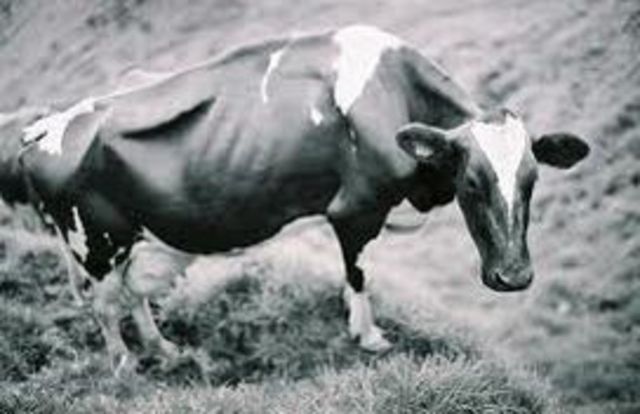 Mad Cow Disease Hits Britain