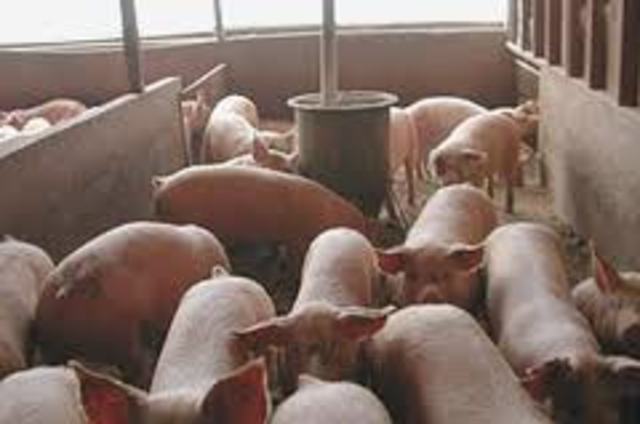 il est parti élevage de porcs