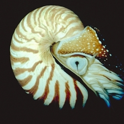 Timeline: The Mollusk