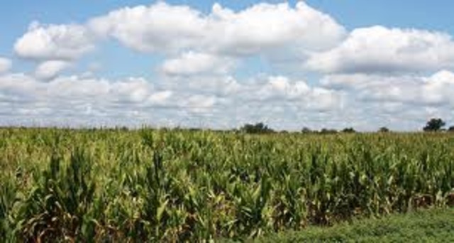 Anthony Johnson and Mr.Taylor Share a Cornfield.
