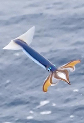 neon flying squid